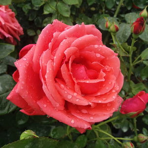 Allégresse - trandafiri - www.ioanarose.ro